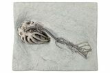 Fossil Crinoid (Agaricocrinus) w/ Holdfast - Indiana #279611-1